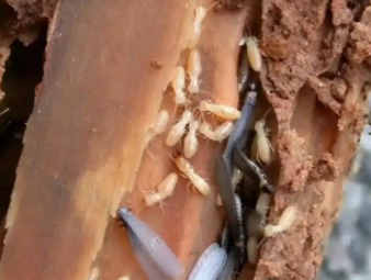 伍家岗白蚁防治公司分享白蚁危害的隐蔽风险与安全隐患解析